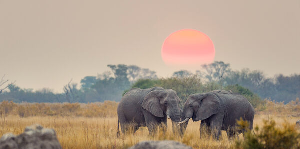 Africa-Botswana